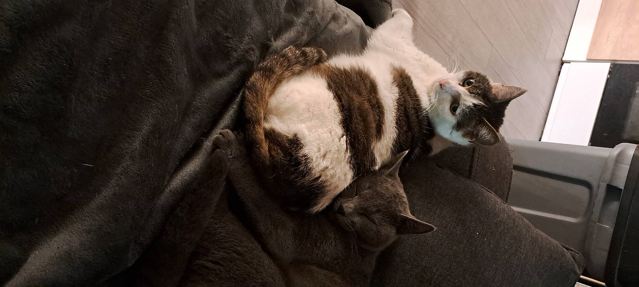 Sangha a rejoint le concours — aidez-le/la à gagner de superbes lots ! bored, carnivore, cat, claw, comfort, domestic_short_haired_cat, eye, felidae, fur, grey, nap, paw, sitting, small_to_medium_sized_cats, snout, tail, terrestrial_animal, whiskers, wood