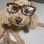 Oscar joined the competition — help win amazing prizes! animal, bed, brown, canine, close_up, companion, curly_hair, cute, dog, eyewear, fur, glasses, indoor, nose, paw, pet, portrait, resting, sleepy, whiskers