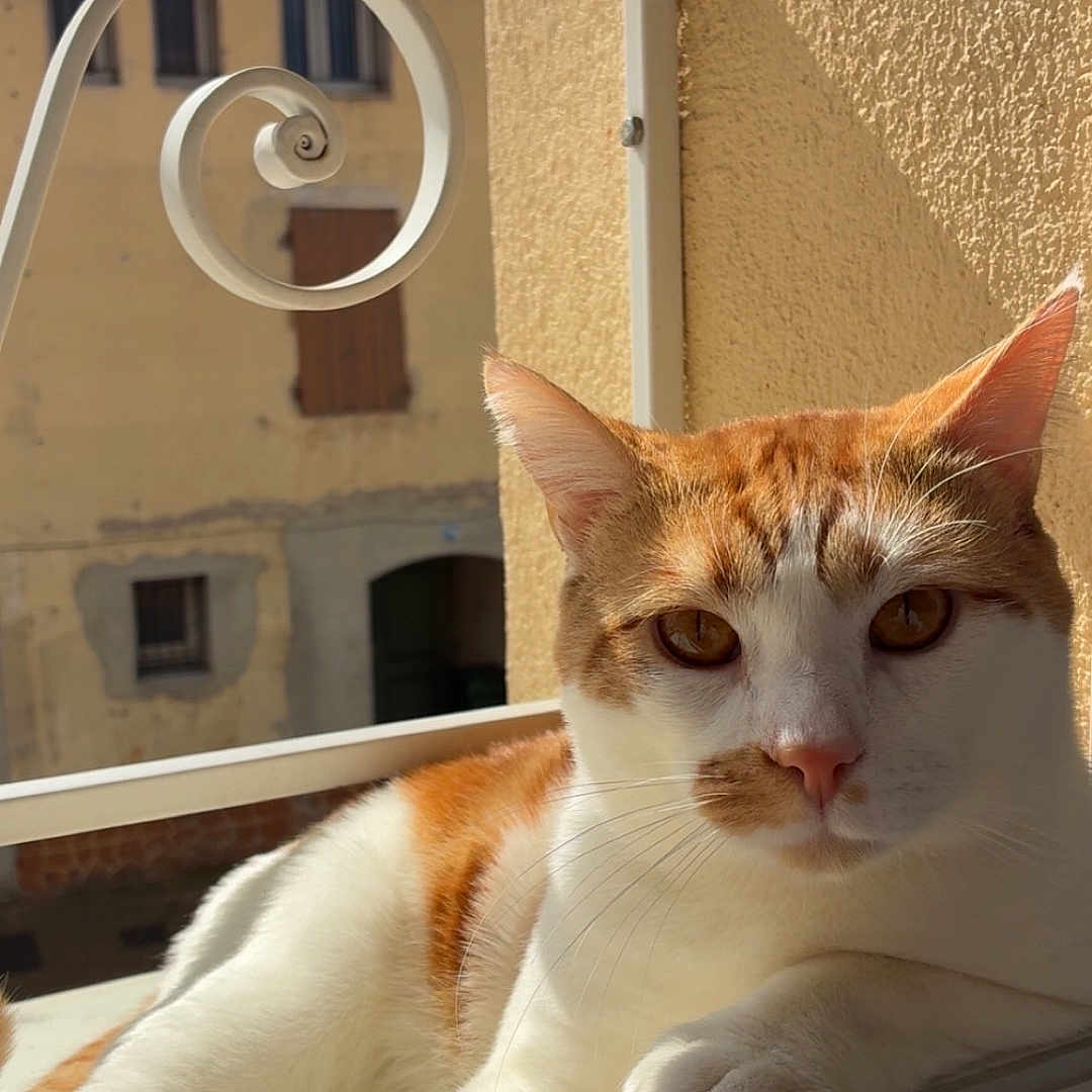 Mowglii a rejoint le concours — aidez-le/la à gagner de superbes lots ! abyssinian, animal, architecture, balcony, brick, building, cat, handrail, house, housing, kitten, manx, outdoors, pet, shelter, siamese, wall, window, windowsill, wood
