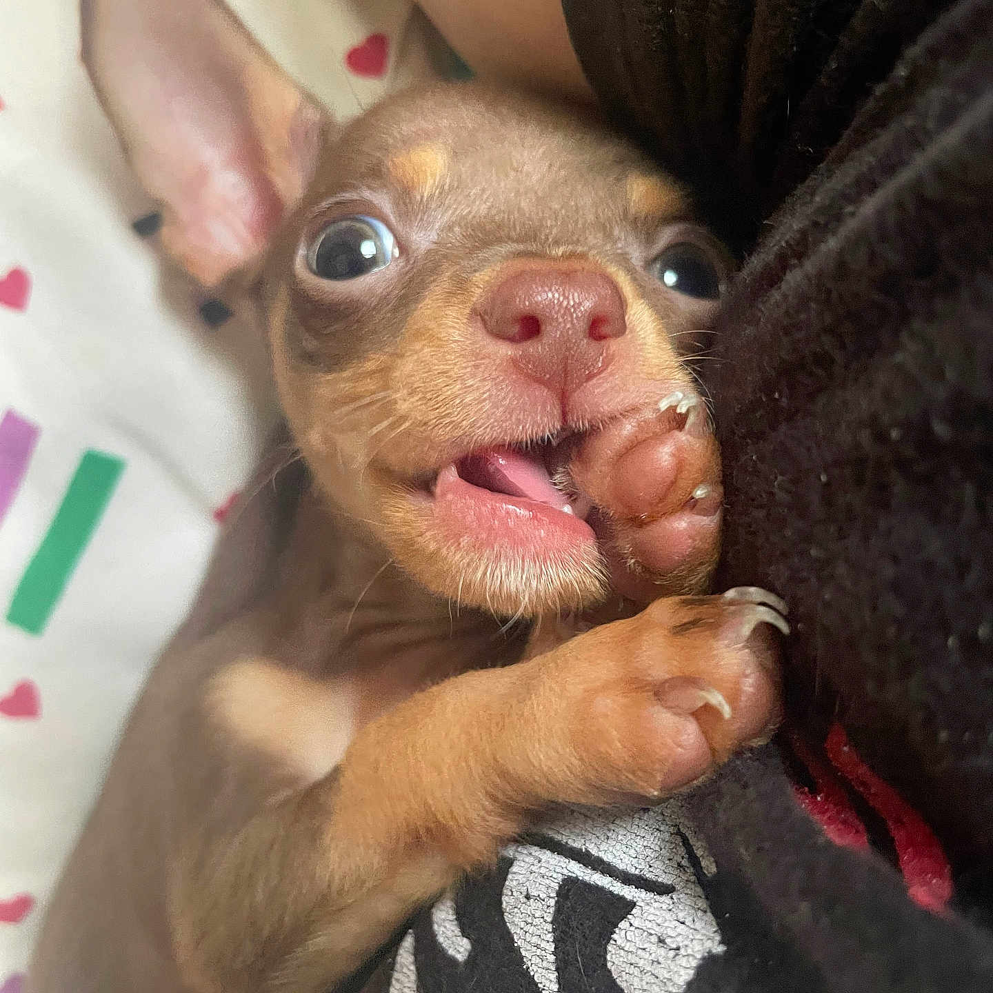 Charlie joined the competition — help win amazing prizes! animal, close_up, colorful, cozy, cute, dog, ears, eyes, fabric, fur, indoor, nibbling, nose, paw, pet, playful, puppy, sleeping_area, tiny, young