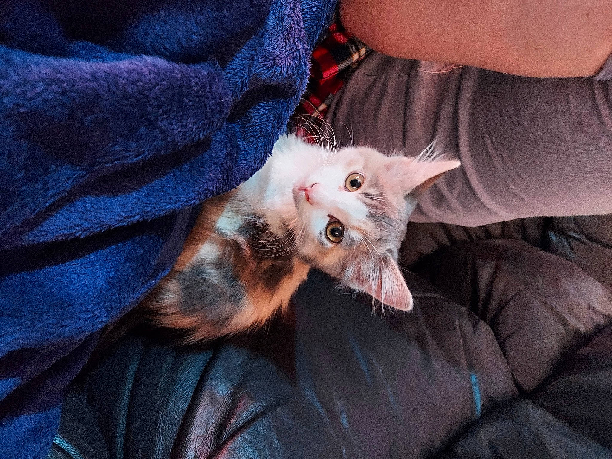 Peanut joined the competition — help win amazing prizes! beard, canidae, carnivore, cat, claw, comfort, domestic_short_haired_cat, ear, electric_blue, fawn, felidae, fur, gesture, lap, nail, paw, small_to_medium_sized_cats, whiskers