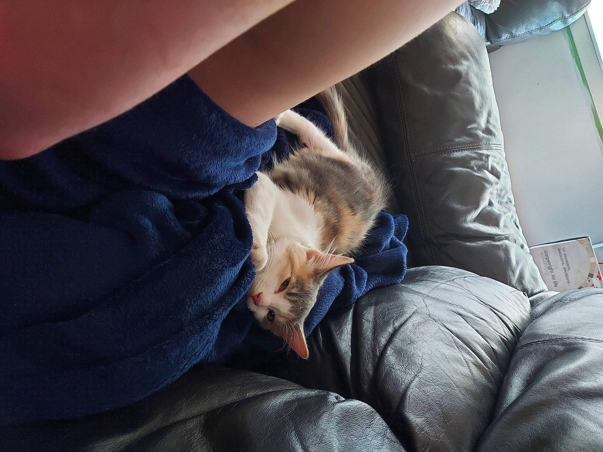 Peanut joined the competition — help win amazing prizes! carnivore, comfort, companion_dog, denim, dog_breed, elbow, electric_blue, felidae, gesture, human_leg, joint, knee, lap, leg, long_hair, nail, sitting, small_to_medium_sized_cats, thigh, wrist