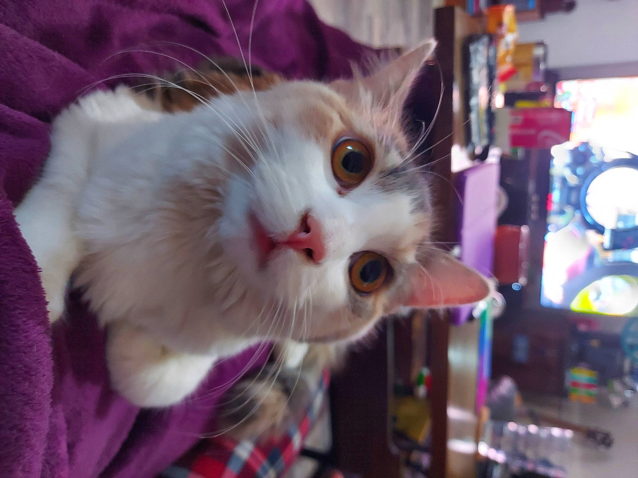 Peanut is registered to the contest to win money with this photo: carnivore, cat, christmas, collar, domestic_short_haired_cat, fawn, felidae, fur, magenta, paw, plaid, small_to_medium_sized_cats, tail, tartan, tree, whiskers