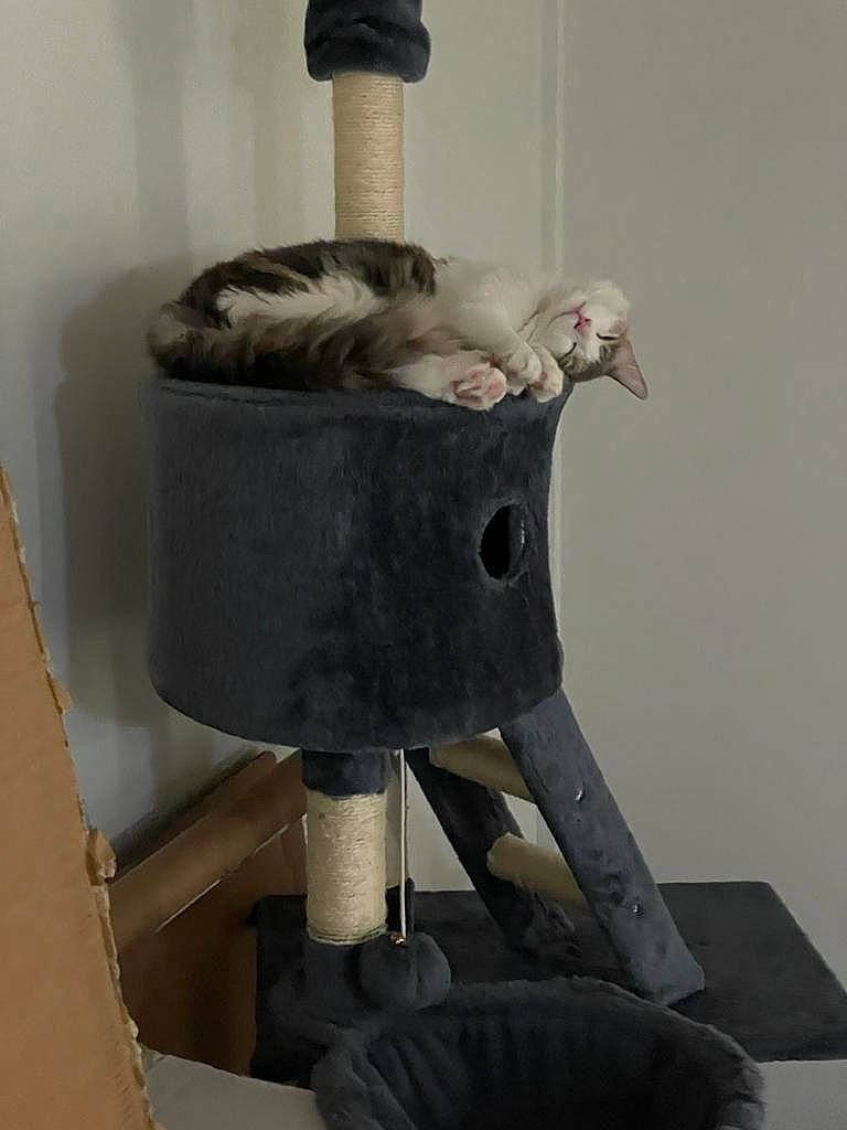 Peanut is registered to the contest to win money with this photo: antique, armrest, art, cat_furniture, cat_supply, chair, felidae, fur, gas, grey, lampshade, lighting_accessory, metal, pet_supply, room, small_to_medium_sized_cats, tail, tourist_attraction, whiskers, wood