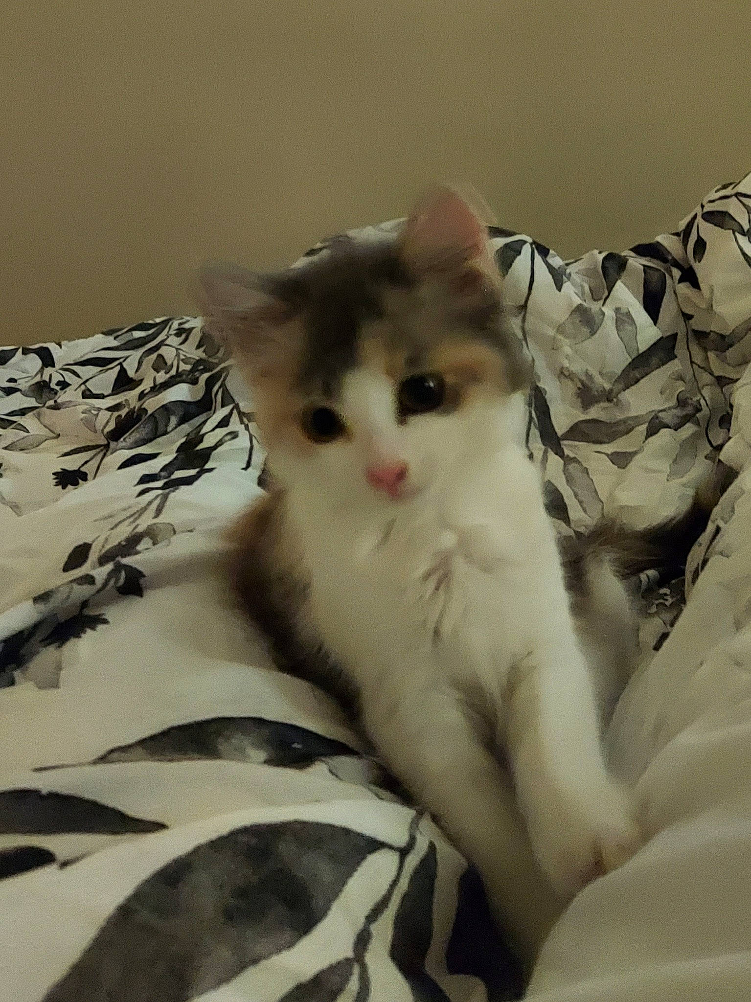 Peanut is registered to the contest to win money with this photo: carnivore, cat, claw, comfort, domestic_short_haired_cat, eye, fawn, felidae, foot, fur, linens, paw, sitting, small_to_medium_sized_cats, snout, tail, terrestrial_animal, whiskers