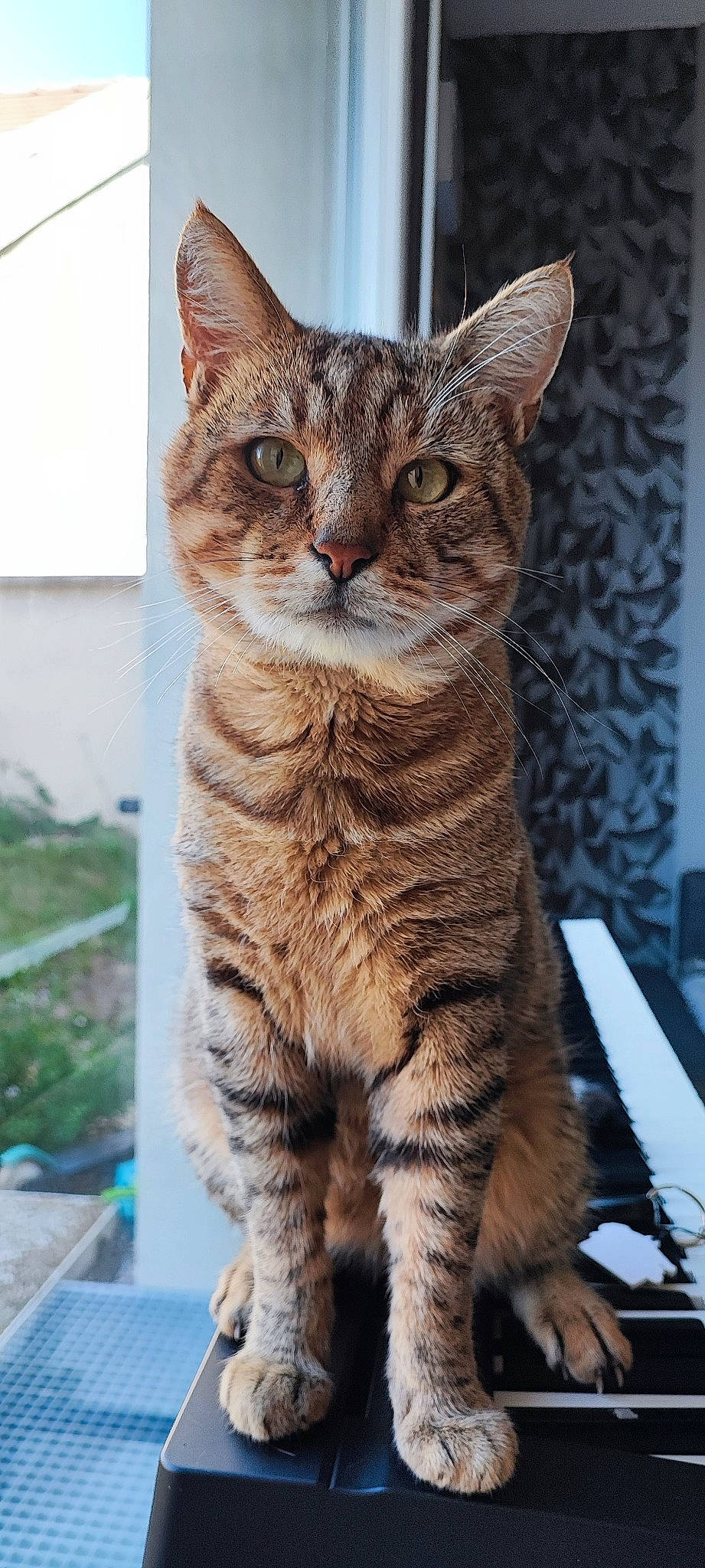 Papillon participe au concours pour gagner de l'argent avec cette photo : art, carnivore, cat, claw, domestic_short_haired_cat, felidae, fur, grass, paw, small_to_medium_sized_cats, snout, tail, terrestrial_animal, tree, whiskers, wildlife