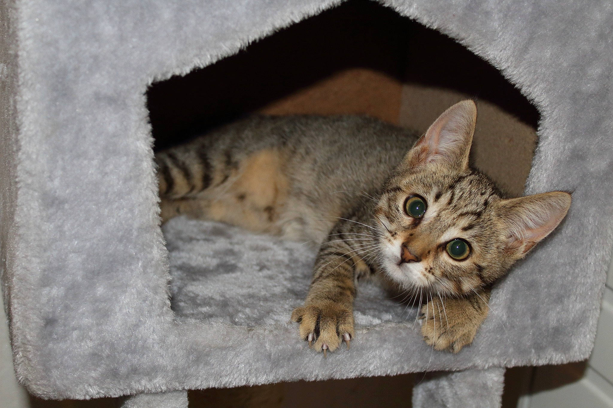 Papillon participe au concours pour gagner de l'argent avec cette photo : carnivore, cat, cat_supply, claw, comfort, domestic_short_haired_cat, eye, felidae, fur, paw, sitting, small_to_medium_sized_cats, snout, tail, terrestrial_animal, whiskers, wildlife, window, wood