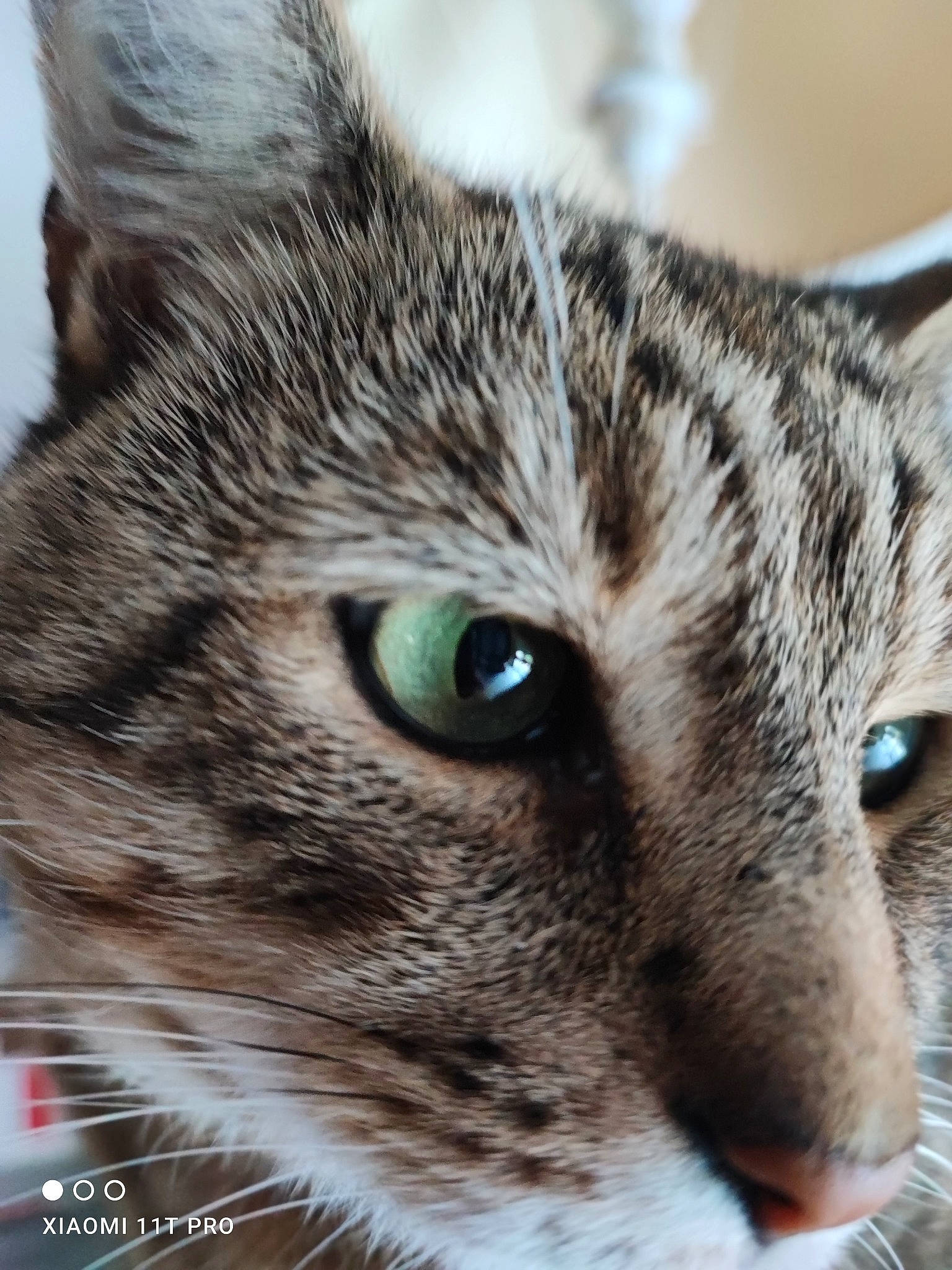 Papillon participe au concours pour gagner de l'argent avec cette photo : carnivore, cat, close_up, domestic_short_haired_cat, felidae, fur, photography, small_to_medium_sized_cats, snout, terrestrial_animal, whiskers, wildlife