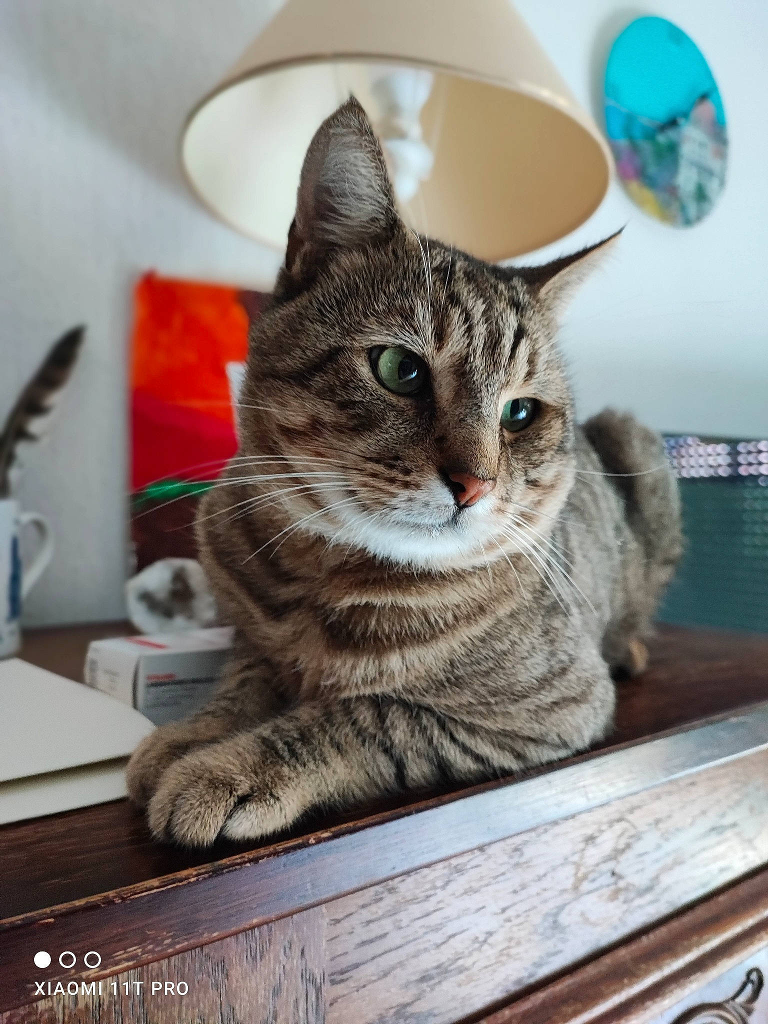 Papillon participe au concours pour gagner de l'argent avec cette photo : carnivore, cat, cat_supply, circle, dishware, domestic_short_haired_cat, felidae, fur, grey, paw, pet_supply, plate, serveware, sitting, small_to_medium_sized_cats, snout, tableware, tail, whiskers, wood