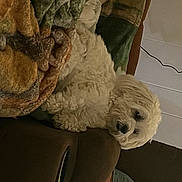 Paige is registered to the contest to win money with this photo: art, carving, comfort, companion_dog, couch, dog, dog_breed, eye, fur, gesture, human_body, human_leg, plush, room, stuffed_toy, sunglasses, toy, visual_arts, wood, wool