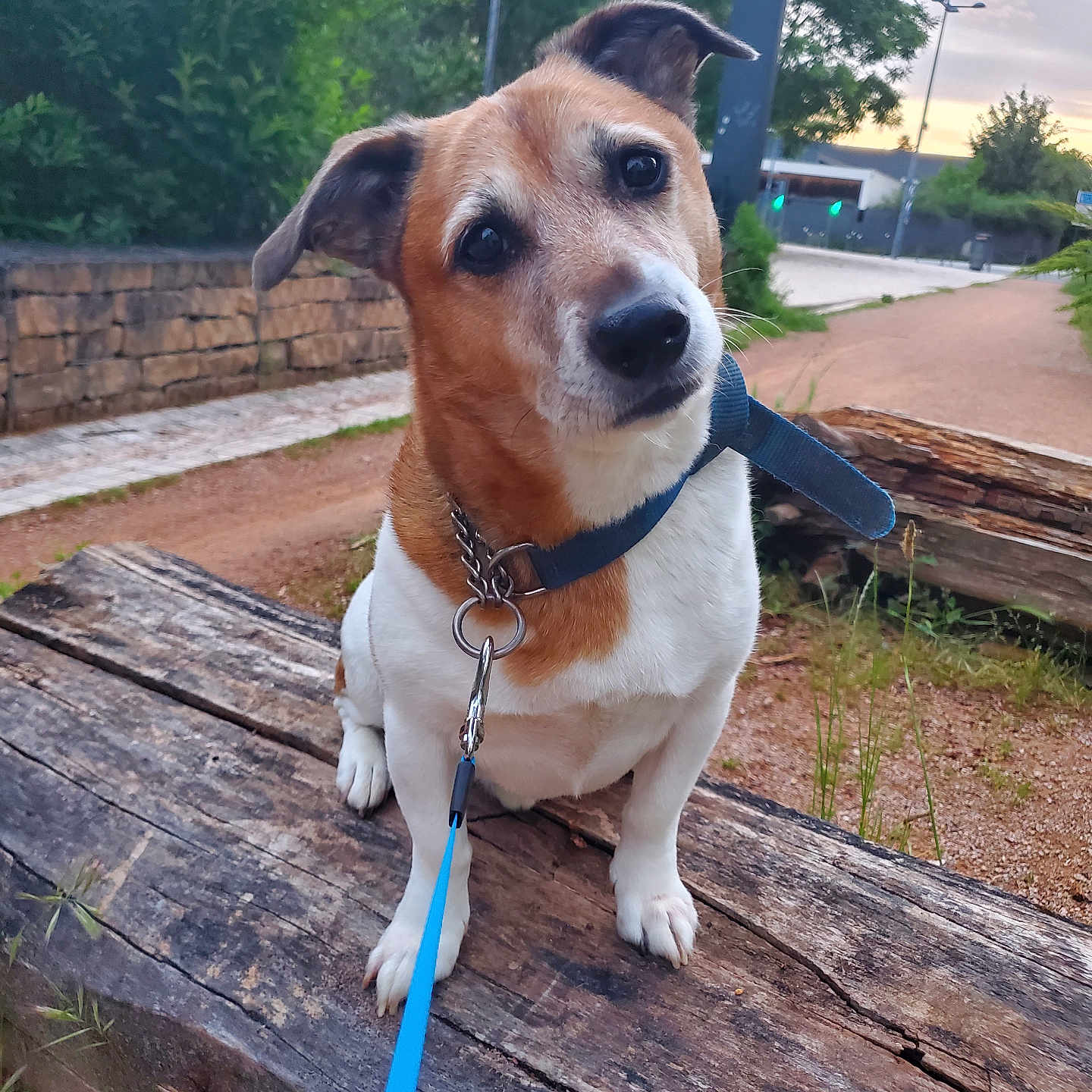 Noucky a rejoint le concours — aidez-le/la à gagner de superbes lots ! animal, bench, canine, collar, curious, dog, ears, friendly, fur, greenery, leash, nature, nose, outdoor, park, path, pet, sitting, sunset, wood