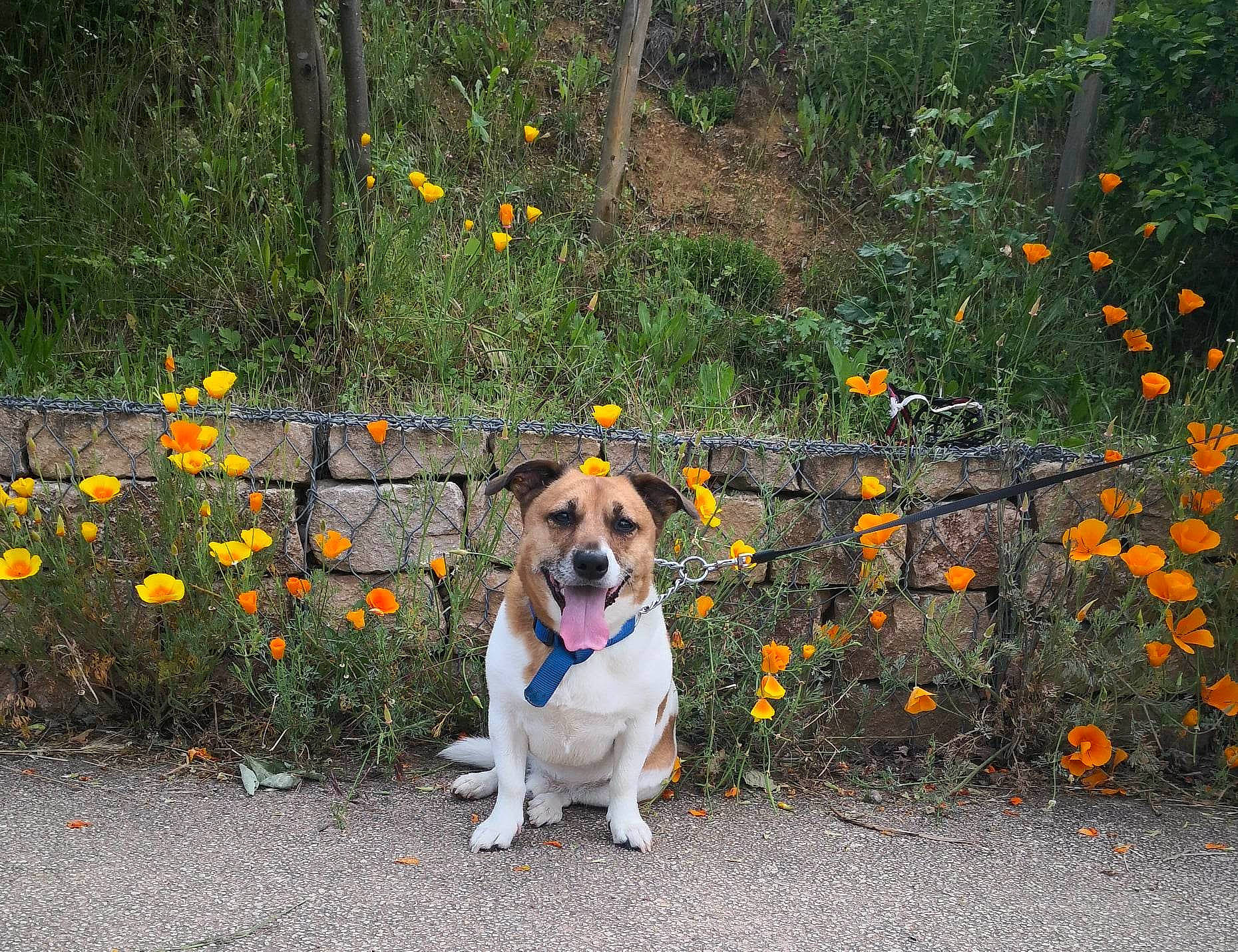 Noucky participe au concours pour gagner de l'argent avec cette photo : annual_plant, asphalt, carnivore, companion_dog, dog, dog_breed, fawn, flower, garden, grass, groundcover, landscape, petal, plant, road, road_surface, shrub, spring, tree, wildflower