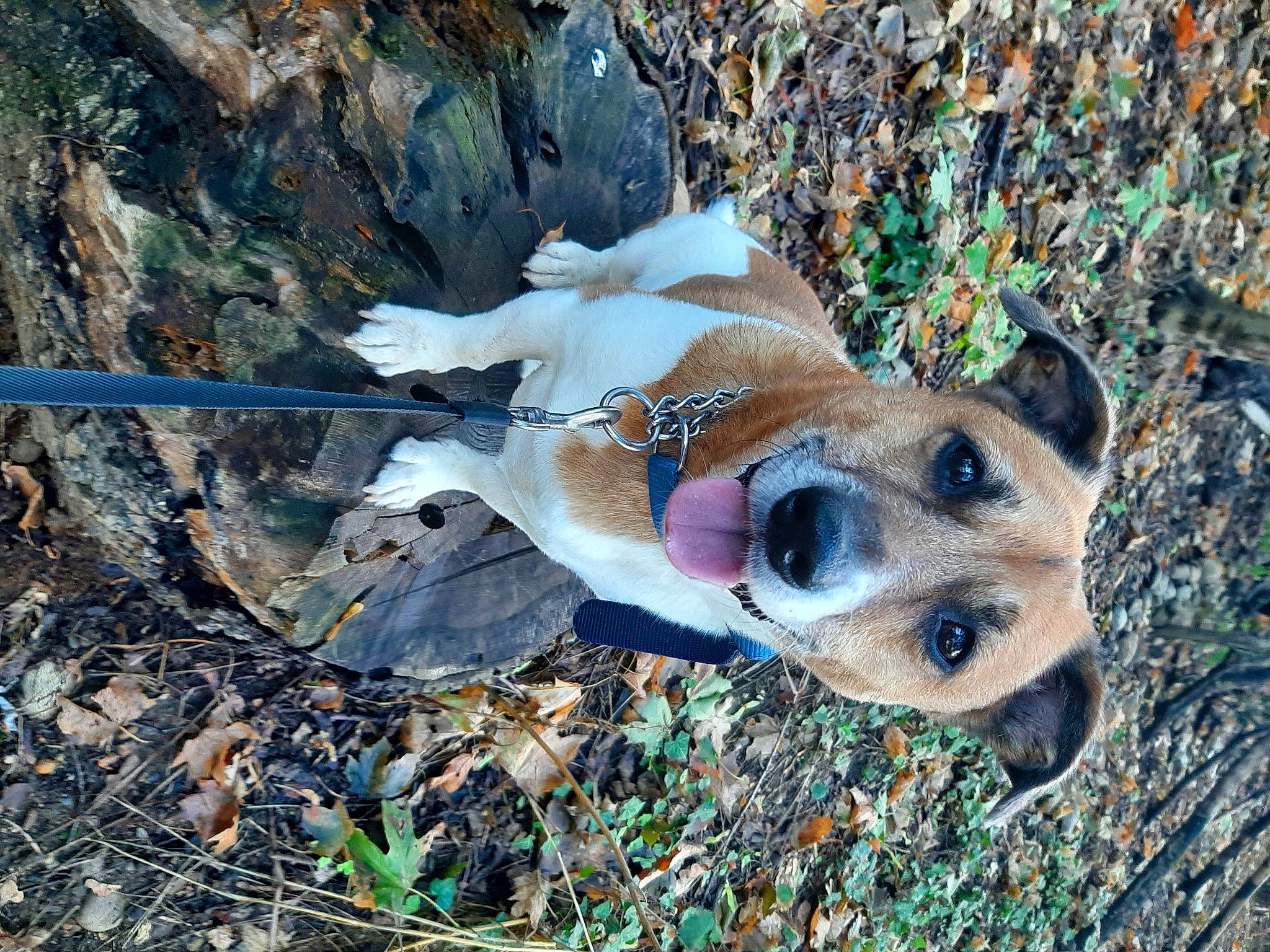 Noucky a rejoint le concours — aidez-le/la à gagner de superbes lots ! adventure, australian_cattle_dog, canidae, carnivore, companion_dog, dog, dog_breed, dog_supply, fawn, fur, grass, hat, plant, rock, snout, soil, sporting_group, whiskers, wildlife, wood