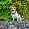 Noucky participe au concours pour gagner de l'argent avec cette photo : animal, brown_and_white, canine, collar, daylight, dog, fence, flora, flowers, grass, greenery, leafy_plants, leash, nature, outdoor, pet, sitting, stone, wire_mesh, yellow_flowers