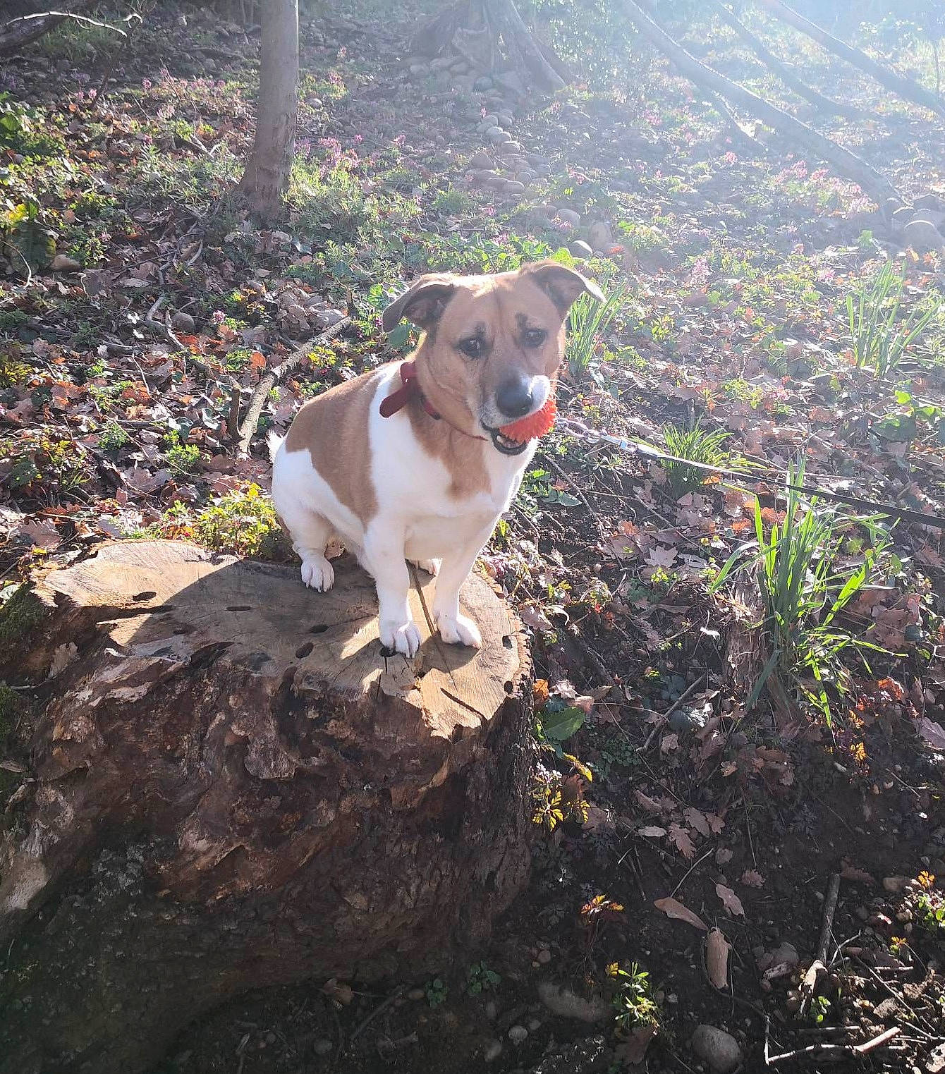 Noucky participe au concours pour gagner de l'argent avec cette photo : adventure, canidae, carnivore, collar, companion_dog, dog, dog_breed, fawn, grass, gun_dog, hunting_dog, irishjacks, landscape, non_sporting_group, plant, soil, sporting_group, tail, walking, working_animal