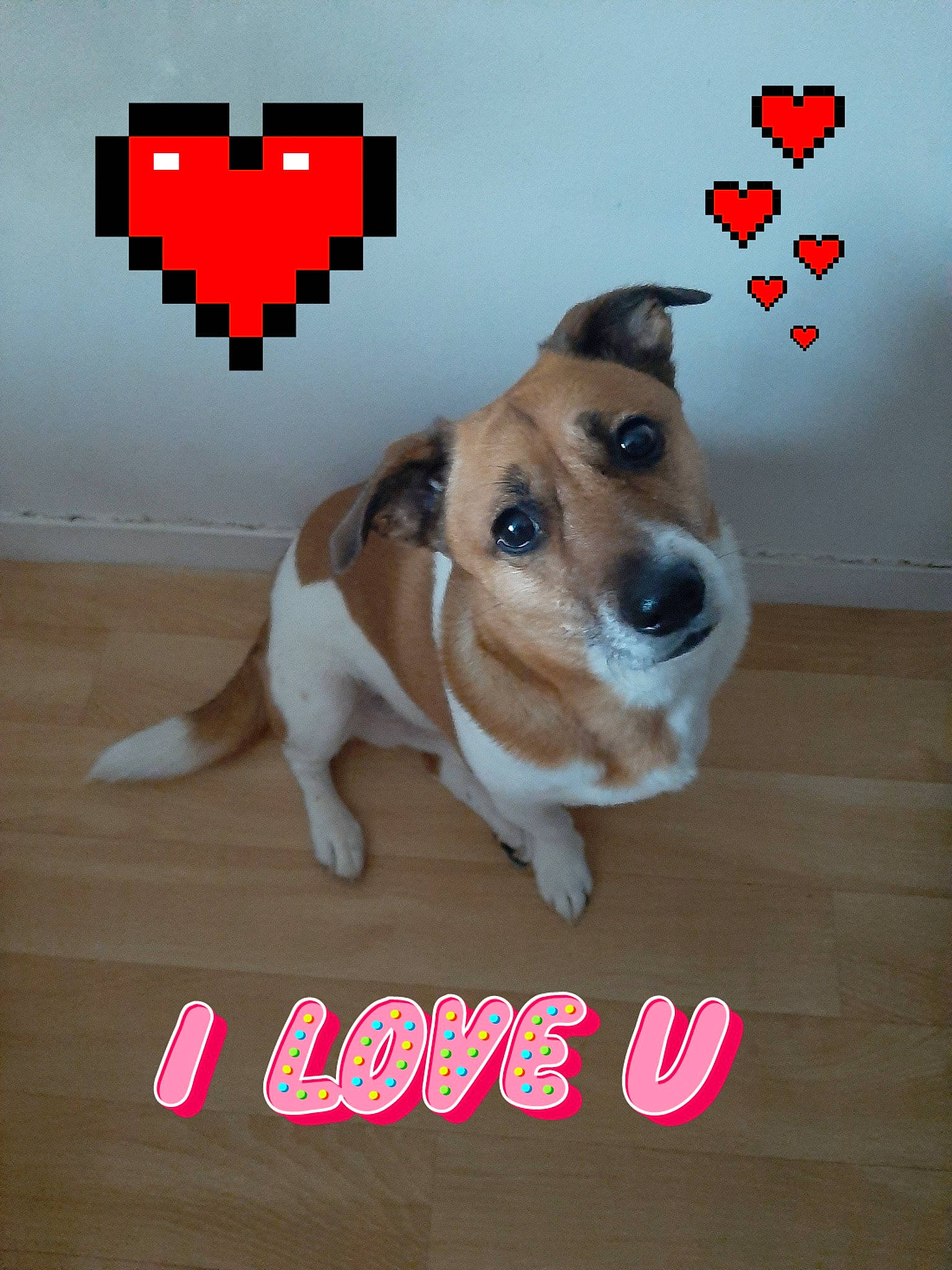 Noucky participe au concours pour gagner de l'argent avec cette photo : advertising, canidae, carnivore, collar, companion_dog, dog, dog_breed, dog_supply, fawn, flooring, font, graphics, logo, paw, pet_supply, photo_caption, snout, sporting_group, window, working_animal