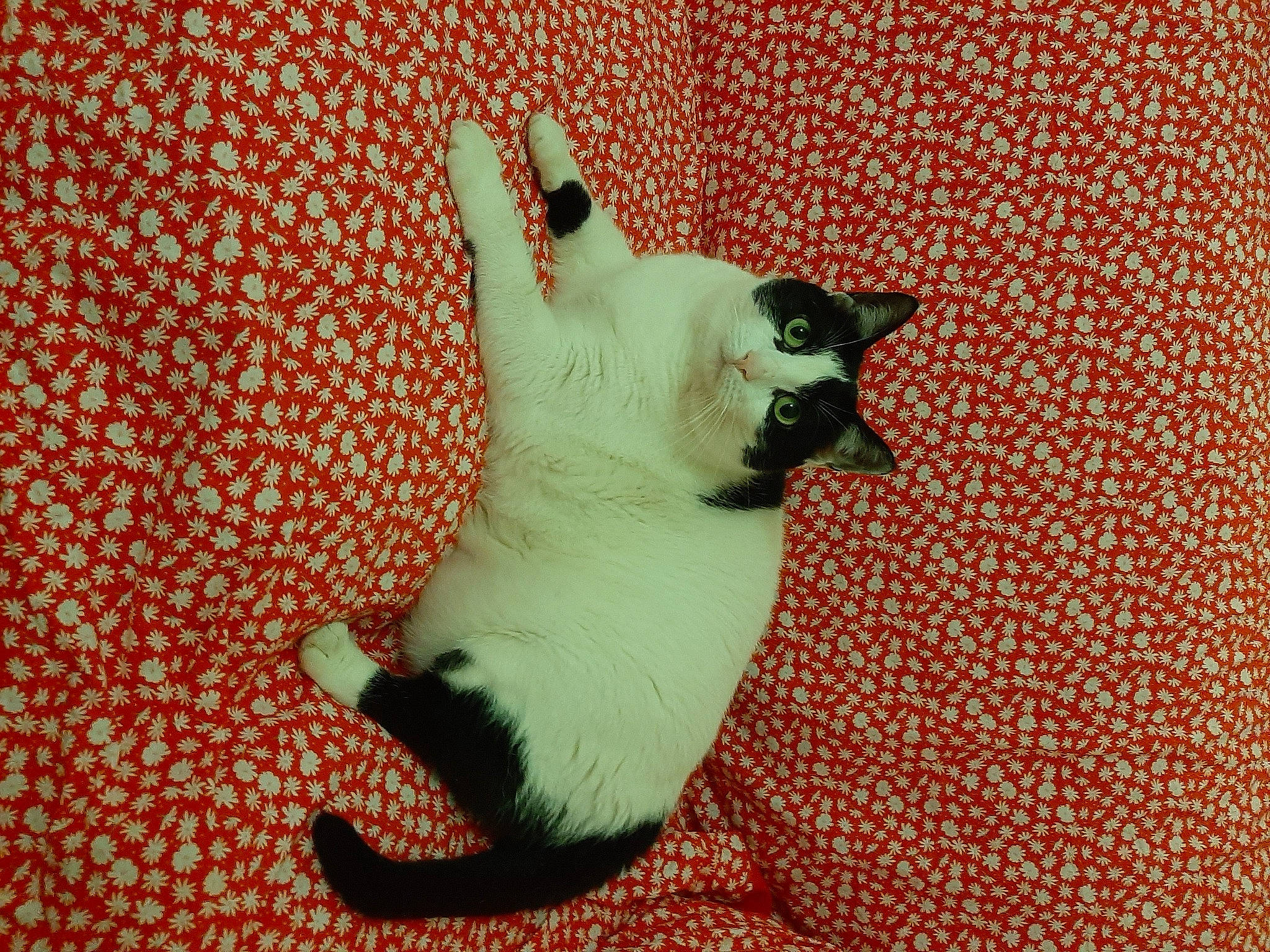 Nouchka participe au concours pour gagner de l'argent avec cette photo : canidae, carmine, carnivore, cat, cat_supply, comfort, companion_dog, dog_breed, fawn, felidae, flooring, fur, linens, paw, siamese, small_to_medium_sized_cats, snout, tail, whiskers, working_animal