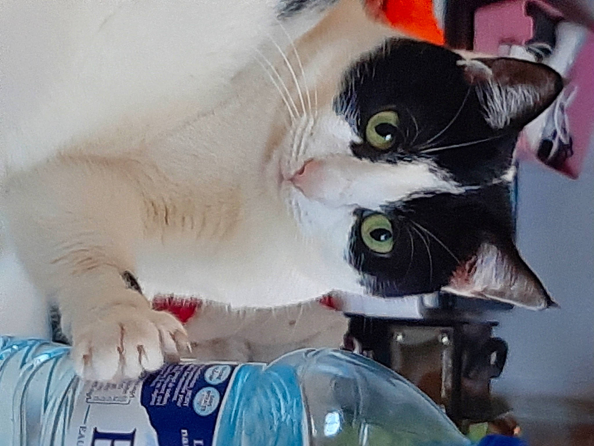 Nouchka a rejoint le concours — aidez-le/la à gagner de superbes lots ! carmine, carnivore, cat, claw, collar, domestic_short_haired_cat, felidae, fur, paw, small_to_medium_sized_cats, snout, tail, whiskers