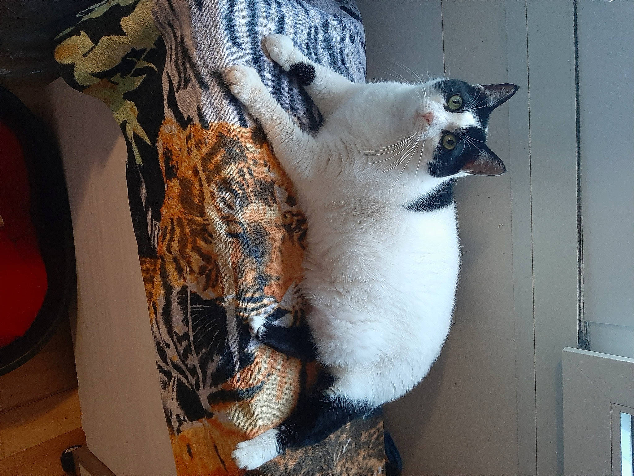 Nouchka participe au concours pour gagner de l'argent avec cette photo : canidae, carnivore, cat, cat_supply, claw, collar, comfort, companion_dog, dog_breed, domestic_short_haired_cat, fawn, felidae, fur, paw, small_to_medium_sized_cats, tail, terrestrial_animal, whiskers, window, wood