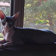 Bare is registered to the contest to win money with this photo: