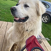 Beau joined the competition — help win amazing prizes! alloywheel, animal, canine, car, carwheel, dog, eskimodog, goldenretriever, grass, machine, pet, plant, puppy, racket, spoke, tire, transportation, vehicle, wheel, whitedog