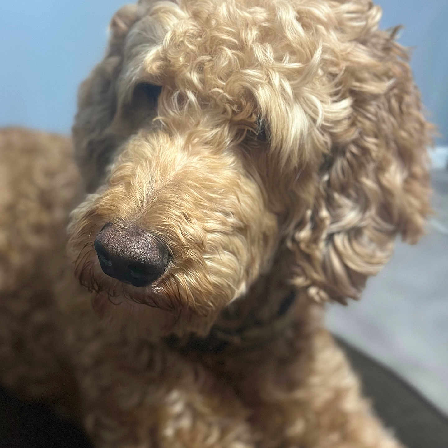 Charlie is registered to the contest to win money with this photo: airedale, animal, canine, cockerspaniel, dog, hound, pet, poodle, puppy, snout, terrier, whitedog