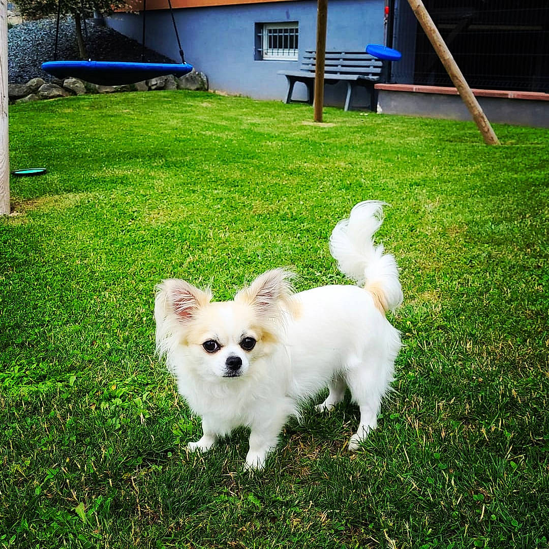 Paco participe au concours pour gagner de l'argent avec cette photo : canidae, carnivore, chair, companion_dog, dog, dog_breed, door, fawn, garden, grass, lawn, plant, spitz, sporting_group, tail, toy_dog, volpino_italiano, window, working_animal, yard