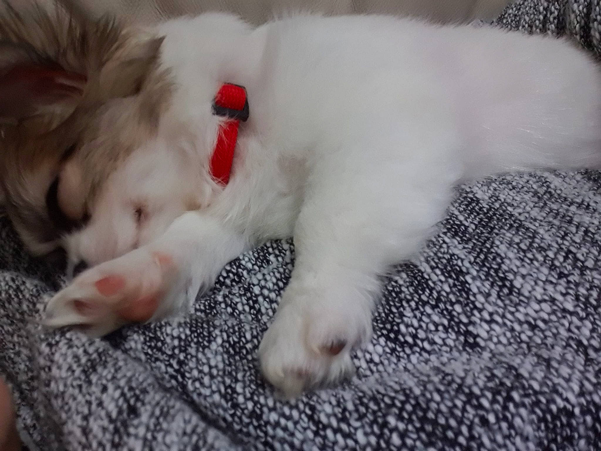 Paco participe au concours pour gagner de l'argent avec cette photo : canidae, carnivore, cat, claw, comfort, companion_dog, dog_breed, ear, fang, fawn, felidae, foot, fur, paw, small_to_medium_sized_cats, snout, sporting_group, tail, volpino_italiano, whiskers