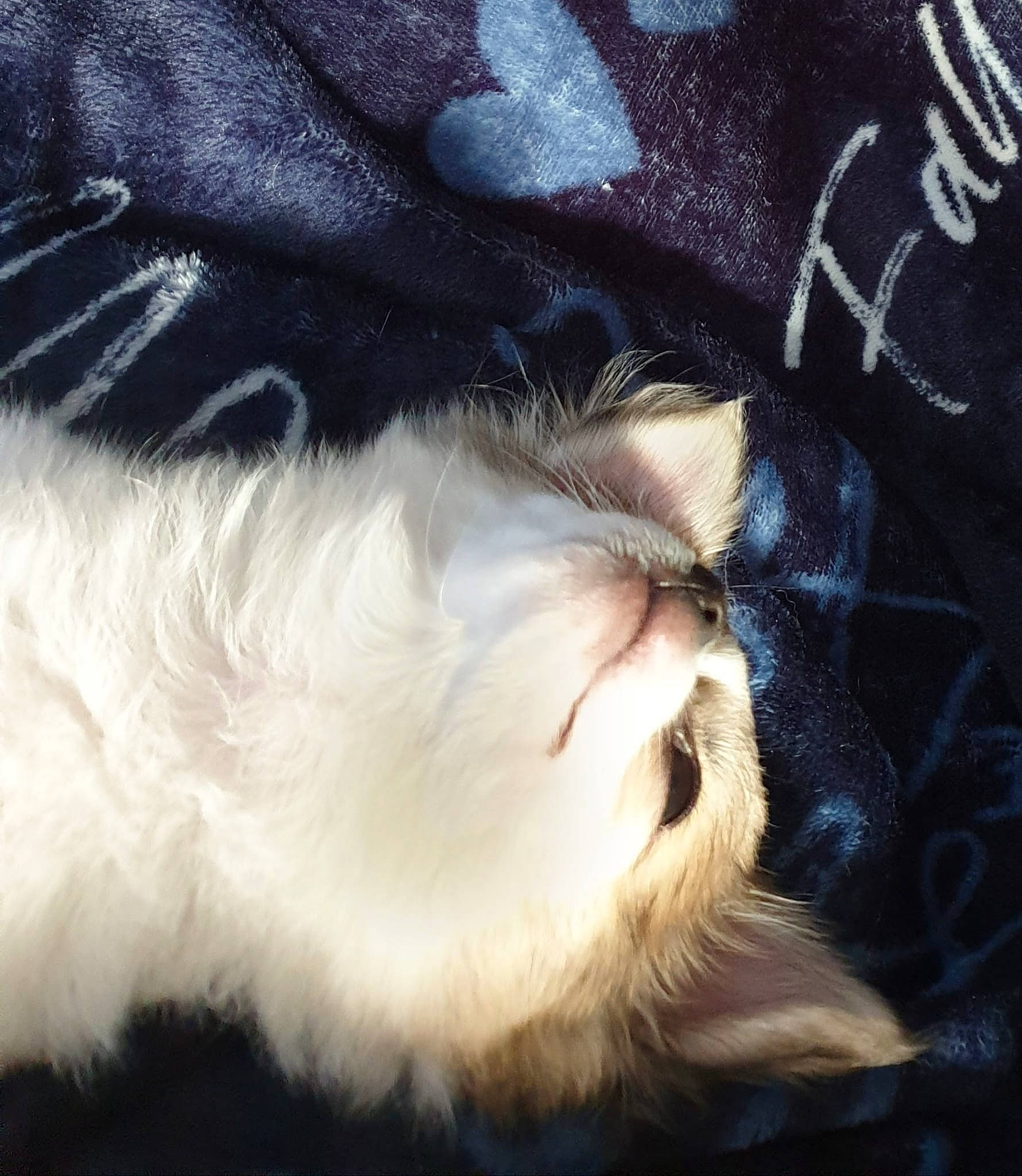 Paco a rejoint le concours — aidez-le/la à gagner de superbes lots ! beard, cat, close_up, comfort, companion_dog, dog_breed, eyelash, felidae, fur, hat, mammal, paw, sleeve, small_to_medium_sized_cats, snout, sporting_group, tail, terrestrial_animal, vertebrate, whiskers