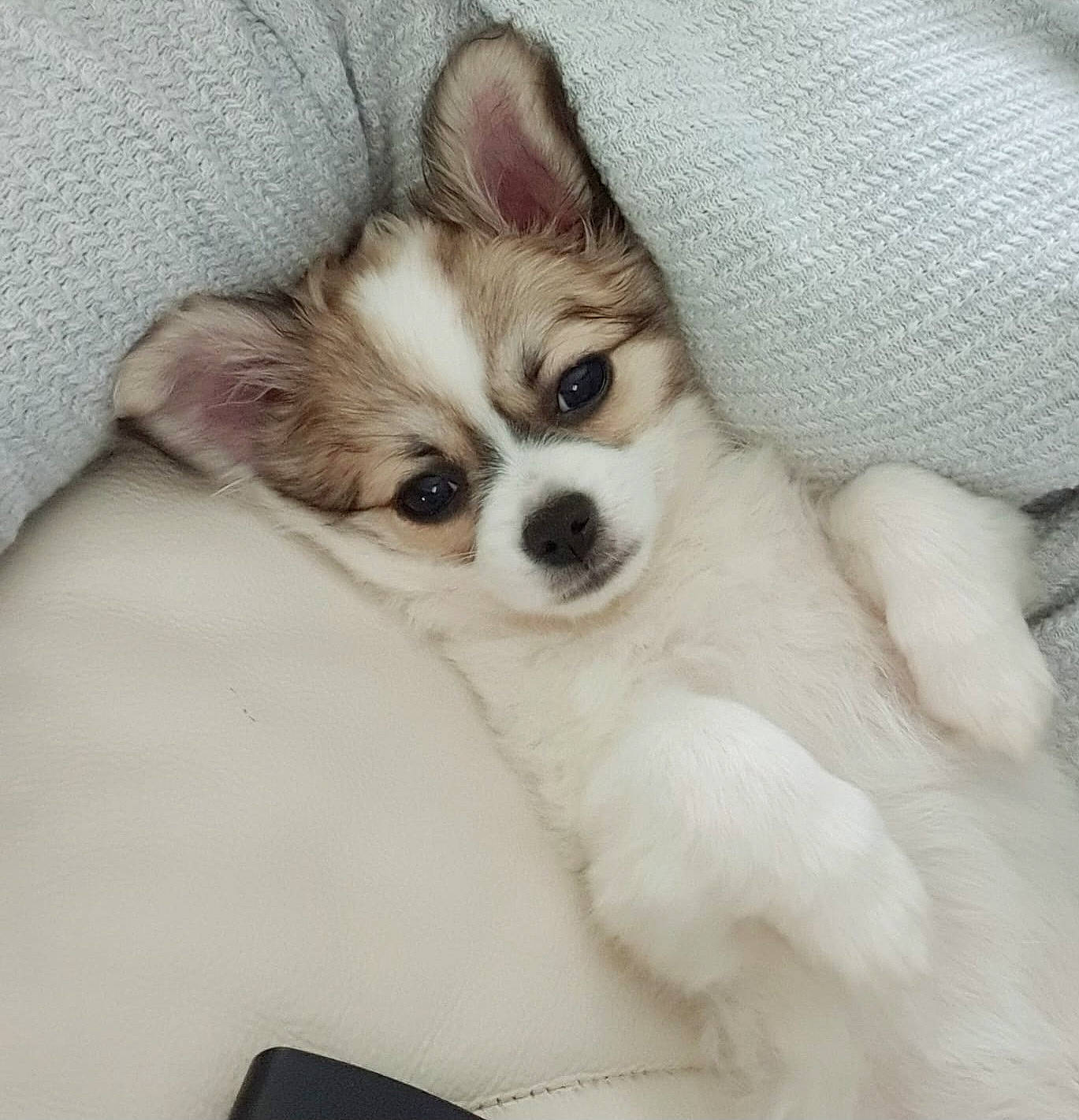 Paco participe au concours pour gagner de l'argent avec cette photo : canidae, carnivore, comfort, companion_dog, couch, dog, dog_breed, ear, fawn, fur, non_sporting_group, paw, snout, sporting_group, terrestrial_animal, toy_dog, whiskers, working_animal