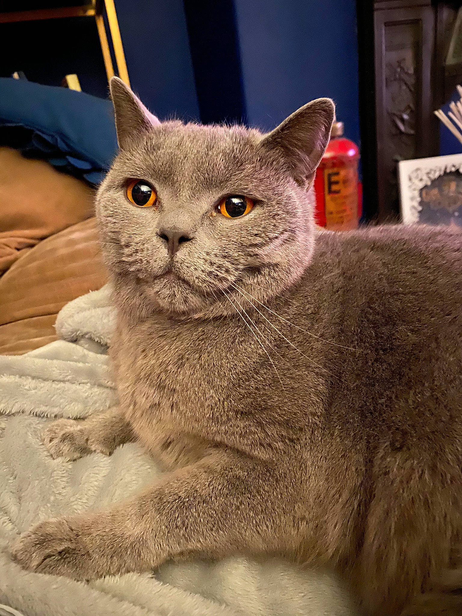 Albert joined the competition — help win amazing prizes! asian, british_semi_longhair, british_shorthair, burmese, carnivore, cat, chartreux, domestic_short_haired_cat, fawn, felidae, german_rex, korat, mammal, nebelung, russian_blue, scottish_fold, small_to_medium_sized_cats, snout, vertebrate, whiskers