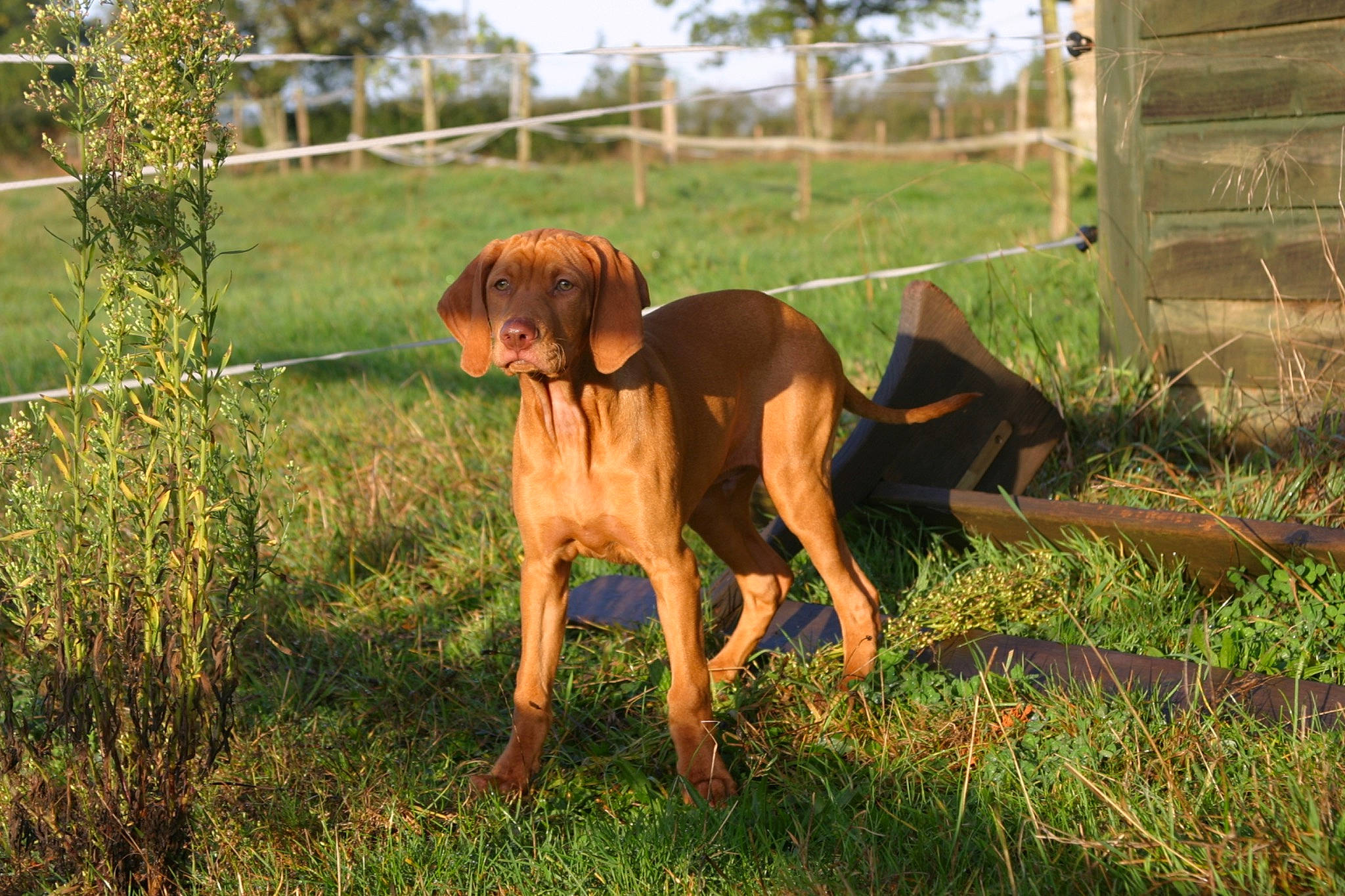 Bacchus a rejoint le concours — aidez-le/la à gagner de superbes lots ! carnivore, chair, companion_dog, dog, dog_breed, dog_collar, fawn, fence, grass, grassland, gun_dog, human_leg, liver, pet_supply, plant, soil, sporting_group, tail, tree, working_animal