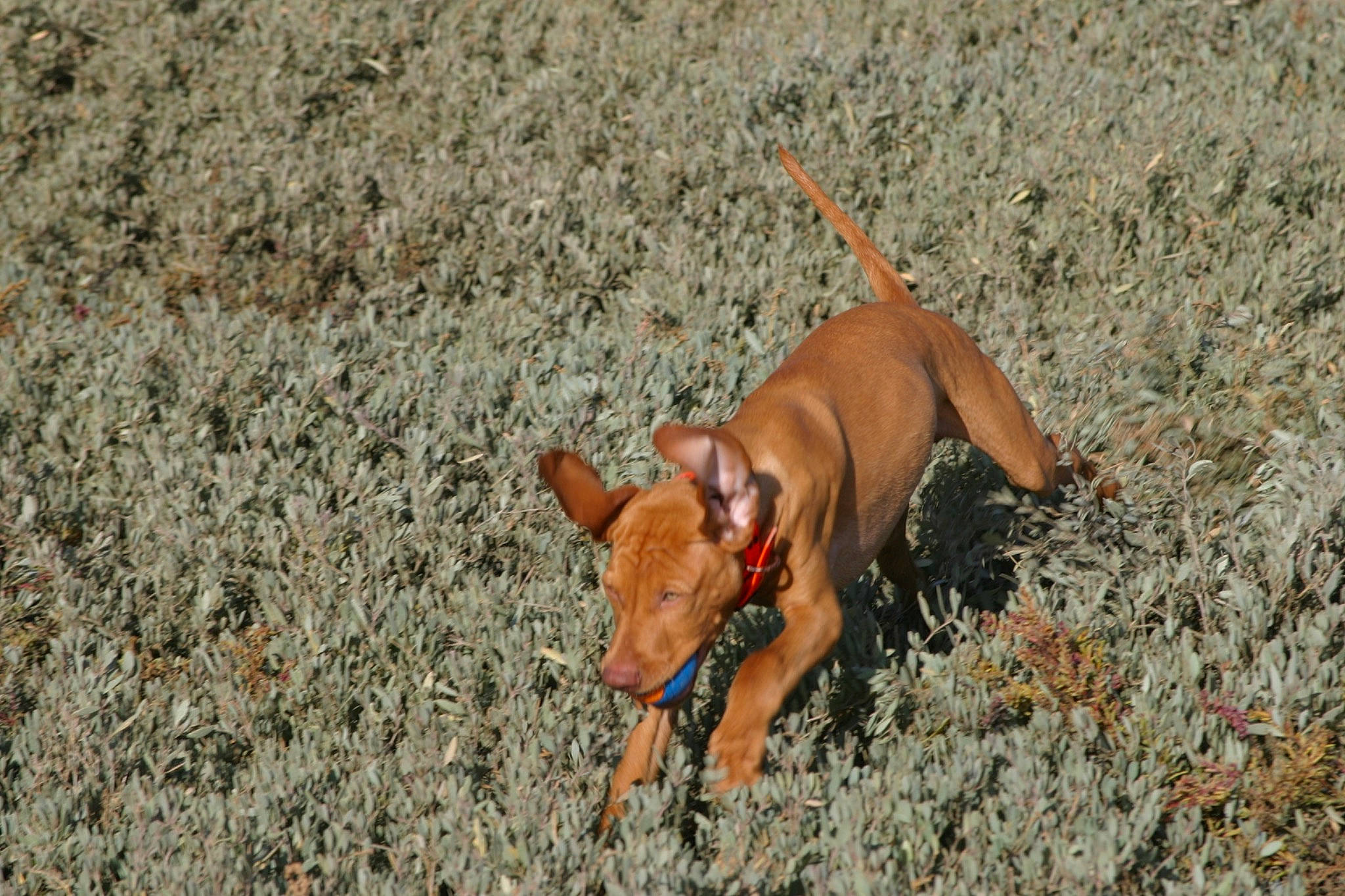 Bacchus participe au concours pour gagner de l'argent avec cette photo : canidae, carnivore, companion_dog, dog, dog_breed, dog_supply, fawn, grass, hunting_dog, liver, non_sporting_group, pet_supply, soil, sporting_group, tail, terrestrial_animal, working_animal