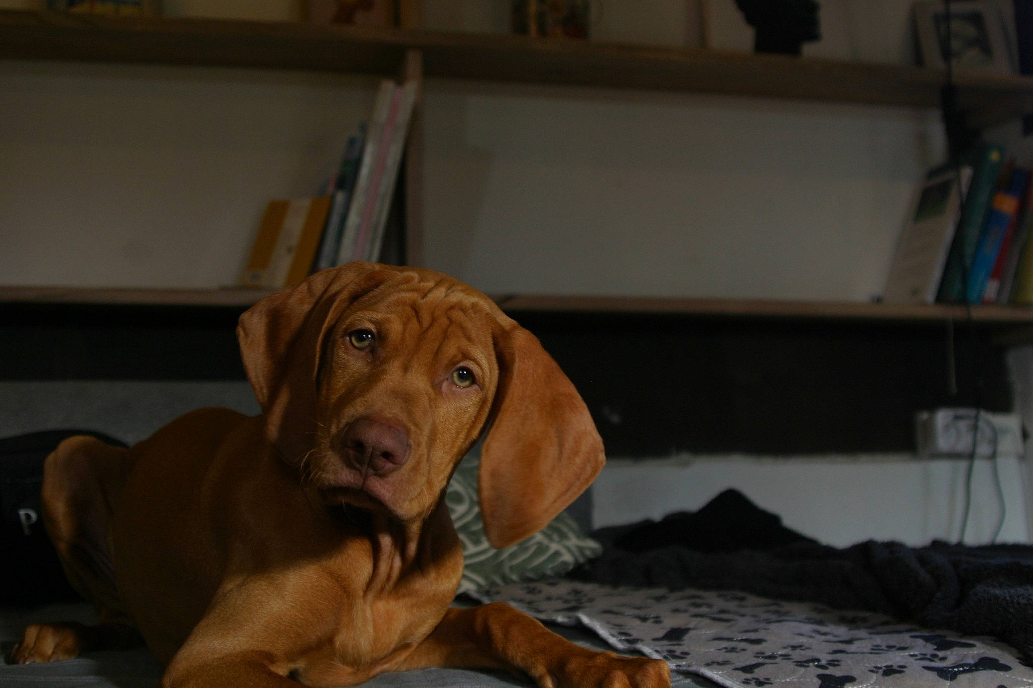 Bacchus a rejoint le concours — aidez-le/la à gagner de superbes lots ! bookcase, canidae, carnivore, comfort, companion_dog, dog, dog_breed, dog_supply, fawn, flooring, fur, gun_dog, hardwood, hound, liver, pet_supply, shelf, whiskers, wood, working_animal