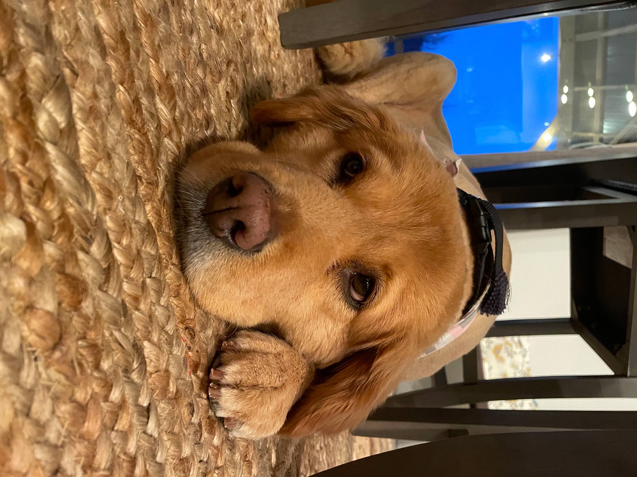 Jersey joined the competition — help win amazing prizes! art, canidae, carnivore, companion_dog, dog, dog_breed, fawn, fur, liver, pet_supply, sculpture, snout, sporting_group, television, wood, working_animal