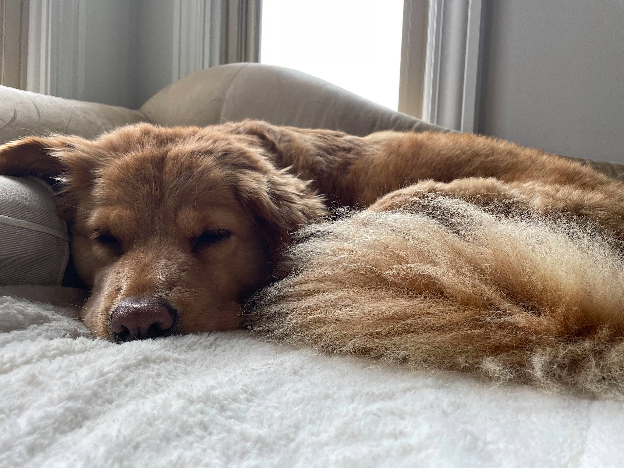 Jersey joined the competition — help win amazing prizes! canidae, carnivore, comfort, companion_dog, couch, dog, dog_breed, fawn, flooring, fur, liver, metal, paw, retriever, snout, sporting_group, terrestrial_animal, whiskers, wood, working_animal