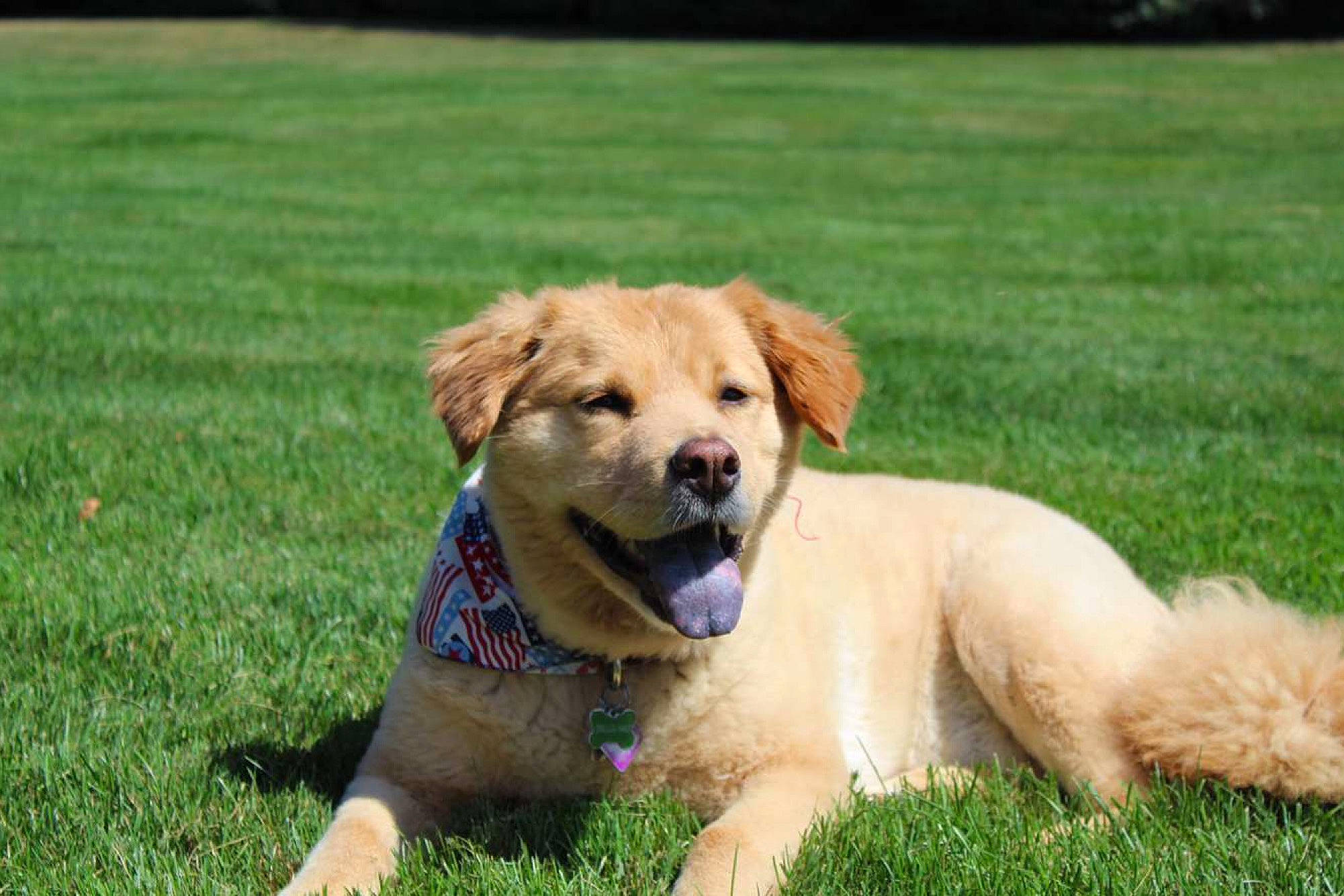 Jersey is registered to the contest to win money with this photo: basque_shepherd_dog, canidae, carnivore, companion_dog, dog, dog_breed, fawn, golden_retriever, grass, mammal, nova_scotia_duck_tolling_retriever, retriever, snout, sporting_group, vertebrate