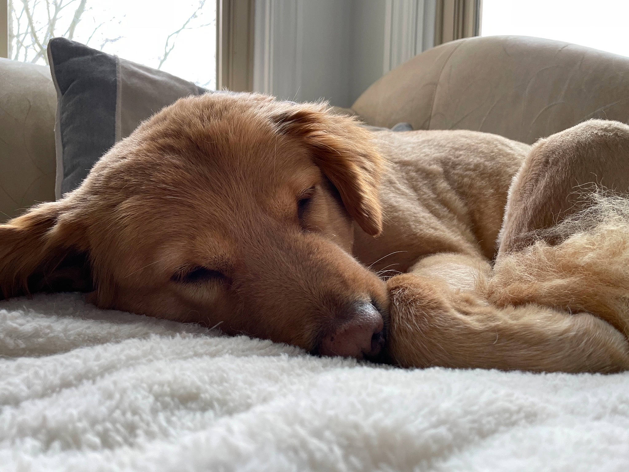 Jersey is registered to the contest to win money with this photo: canidae, carnivore, comfort, companion_dog, couch, dog, dog_breed, ear, fawn, flooring, fur, liver, nap, retriever, snout, sporting_group, tail, terrestrial_animal, whiskers, working_animal