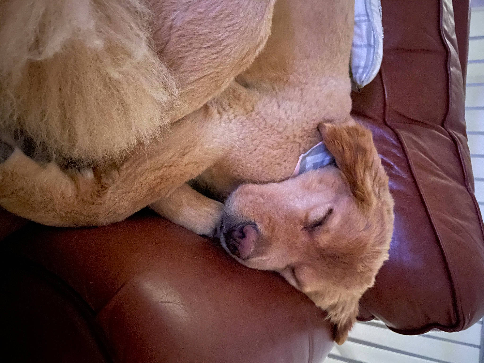 Jersey joined the competition — help win amazing prizes! carnivore, comfort, companion_dog, dog, dog_breed, ear, fawn, foot, fur, human_leg, liver, mammal, paw, snout, sporting_group, terrestrial_animal, whiskers, wood, working_animal, wrinkle