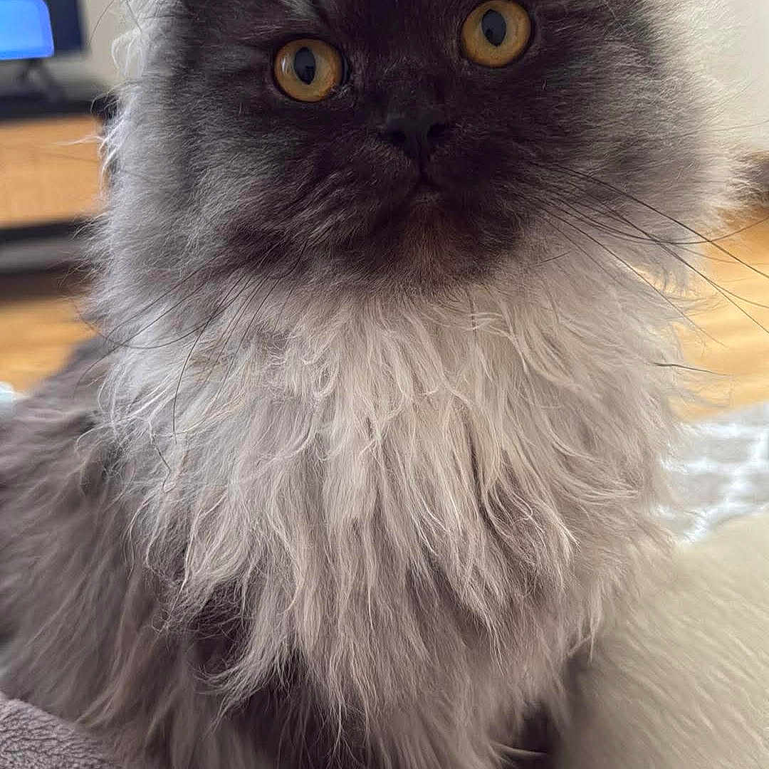 Oscar