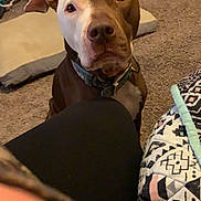 Rufus joined the competition — help win amazing prizes! animal, blanket, brown, carpet, collar, curious, cute, dog, domestic, ears, face, floor, furniture, home, indoor, mammal, pet, portrait, sitting, white