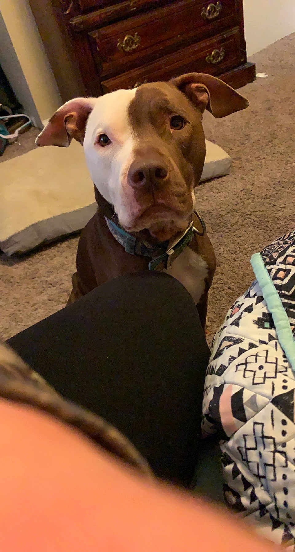 Rufus