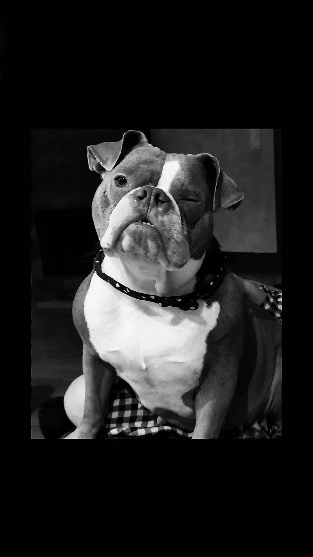 Patate participe au concours pour gagner de l'argent avec cette photo : black_and_white, bulldog, canidae, carnivore, collar, companion_dog, darkness, dog, dog_breed, dog_collar, fawn, flash_photography, monochrome, monochrome_photography, snout, sporting_group, style, whiskers, window, working_animal
