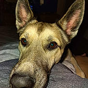 Zues joined the competition — help win amazing prizes! dog, close_up, snout, nose, ears, whiskers, amber_eyes, fur, pet, canine, bed, blanket, indoor, flash, portrait, sleepy, companion, curious, german_shepherd_mix, home