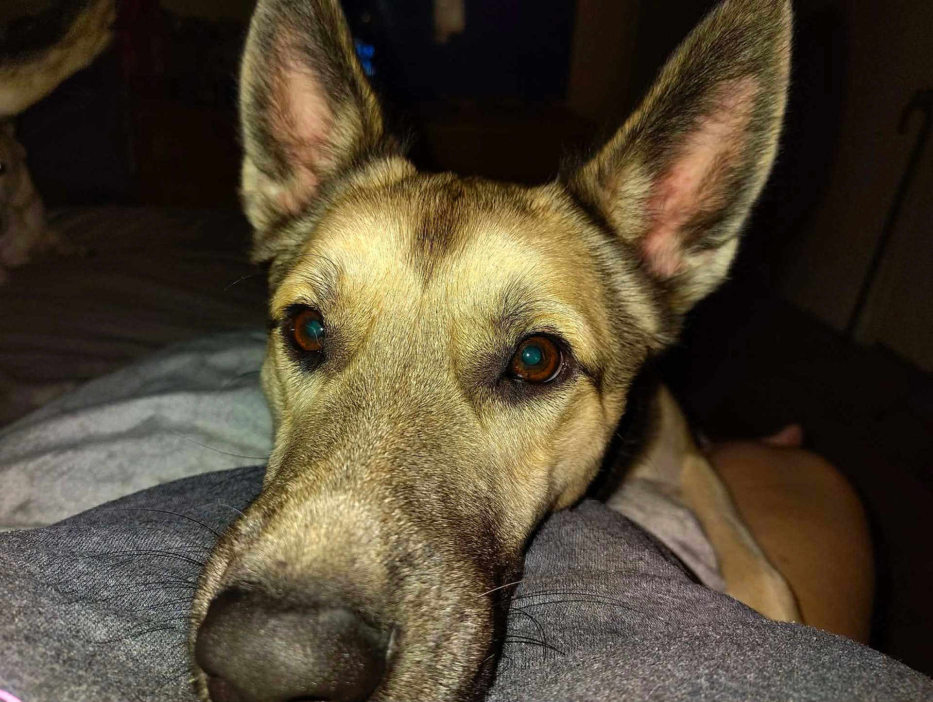 Zues joined the competition — help win amazing prizes! dog, close_up, snout, nose, ears, whiskers, amber_eyes, fur, pet, canine, bed, blanket, indoor, flash, portrait, sleepy, companion, curious, german_shepherd_mix, home