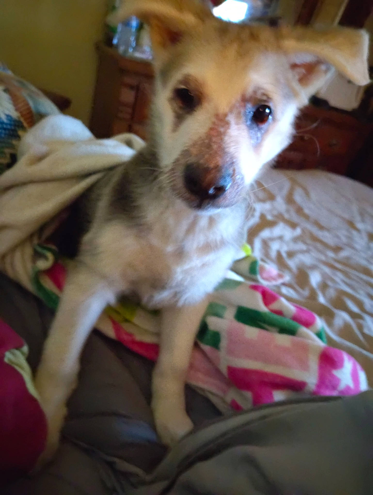 bed, bedroom, blanket, blanket_pattern, closeup, cozy, dog, dresser, face, fur, furniture, indoor, looking_up, muzzle, nose, paws, pet, portrait, quilt, whiskers