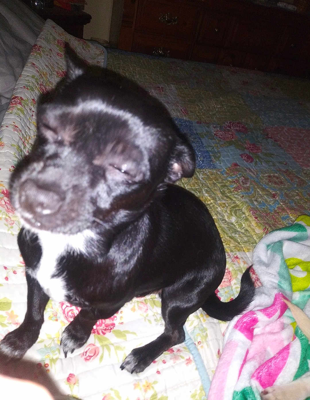 Dixiemae joined the competition — help win amazing prizes! dog, puppy, black_dog, bed, quilt, blanket, towel, indoor, flash, squinting, sleepy, pet, paw, tail, nose, closeup, bedroom, dresser, home, portrait