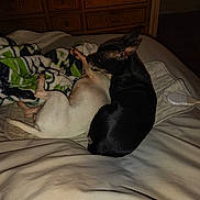 Dixiemae is registered to the contest to win money with this photo: dog, dogs, two_dogs, black_dog, white_dog, bed, blanket, bedroom, dresser, cozy, snuggle, sleeping, pet, indoor, ears, paw, blanket_pattern, night_photo, flash, bedding
