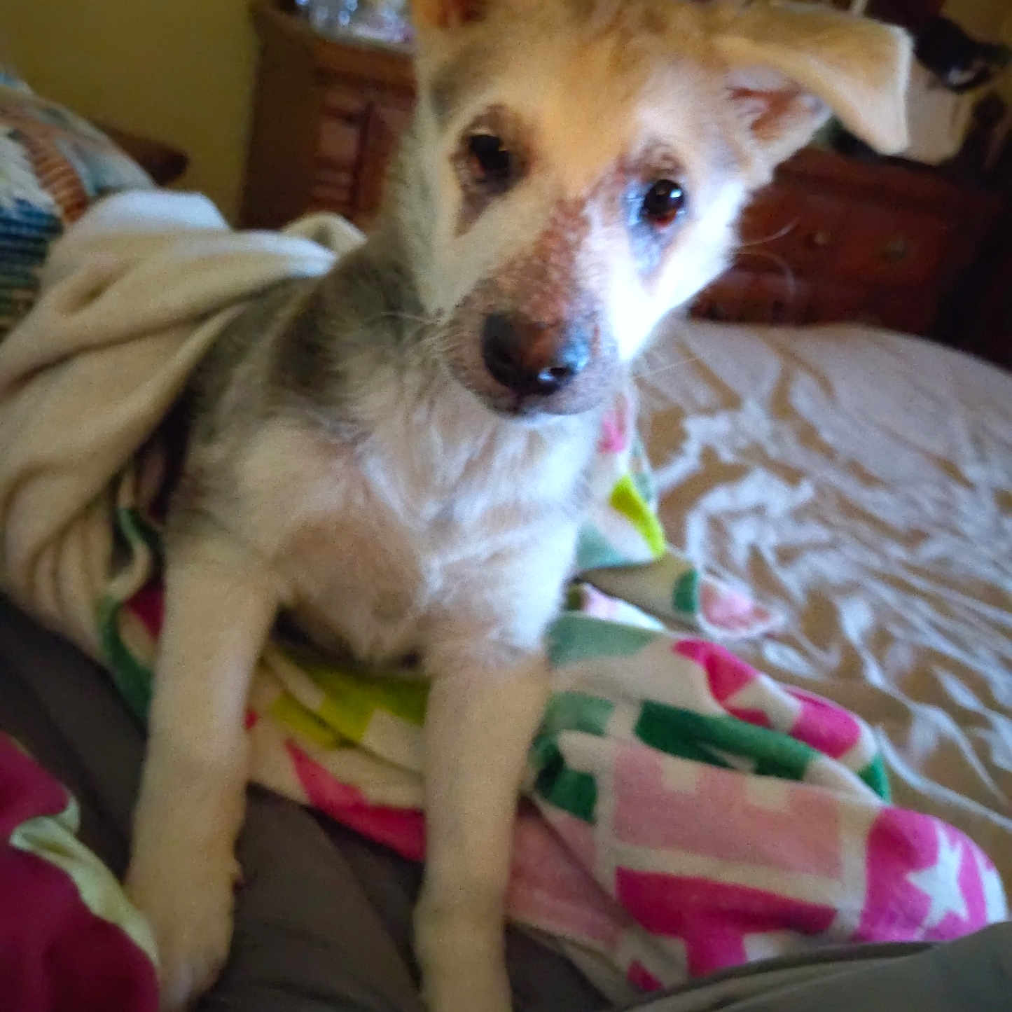 Sheba Girl joined the competition — help win amazing prizes! bed, bedding, bedroom, blanket, comfort, companion, cozy, cute, dog, dresser, ears, fur, home, indoor, looking_at_camera, paws, pet, portrait, puppy, sleepy