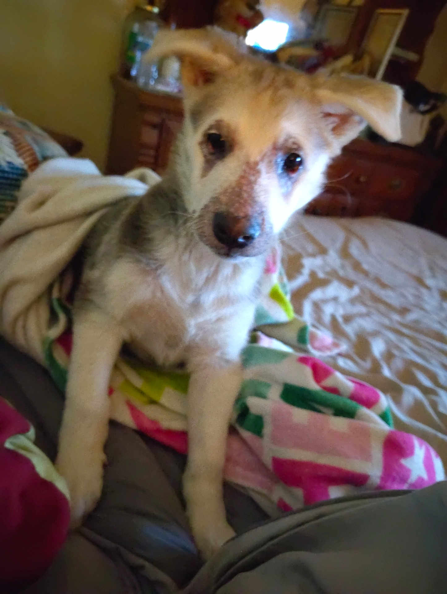 Sheba Girl joined the competition — help win amazing prizes! dog, puppy, bed, blanket, indoor, bedroom, dresser, cozy, pet, paws, ears, fur, looking_at_camera, portrait, bedding, comfort, companion, cute, sleepy, home